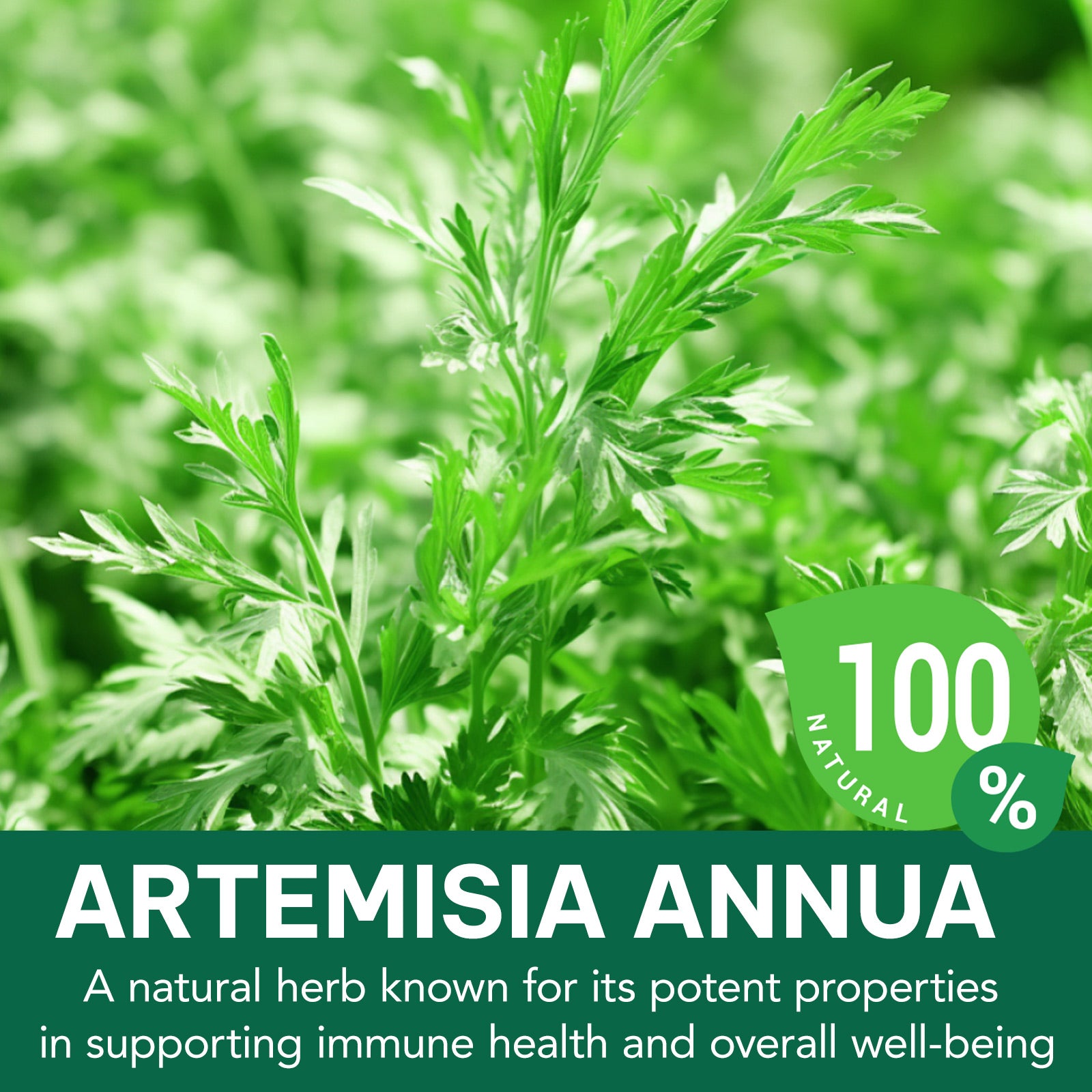 acentiallabs SWEET WORMWOOD Dried Herb Tincture  6OML Liquid Drops